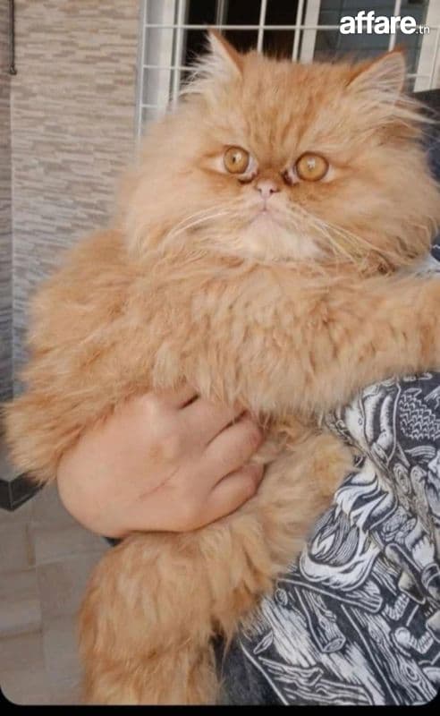 Chat persan 