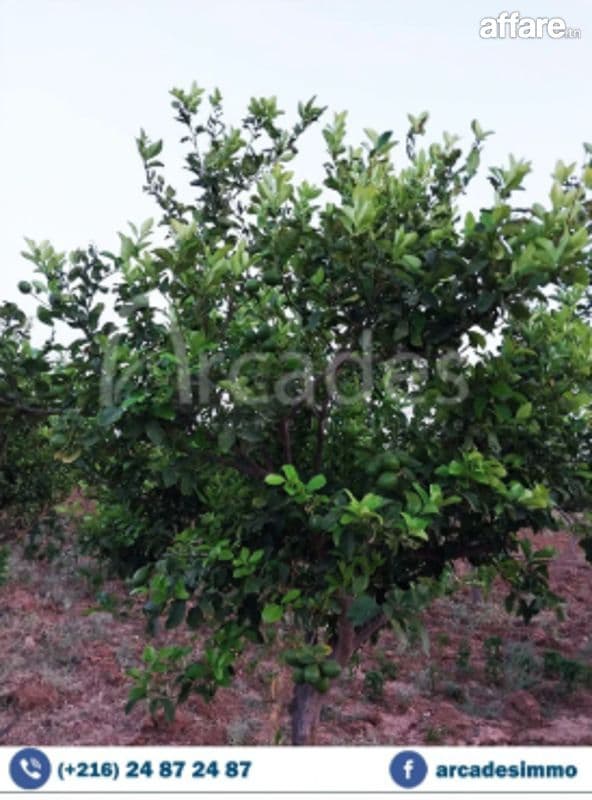 أرض فلاحية للبيع بواد الجبس المنستير🌳🔥