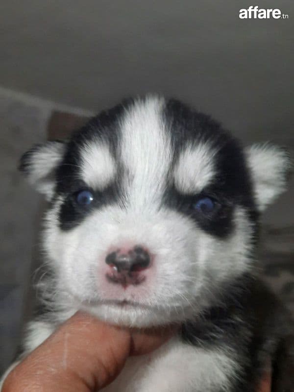 A vendre 3 chien husky 2 male et 1 femelle