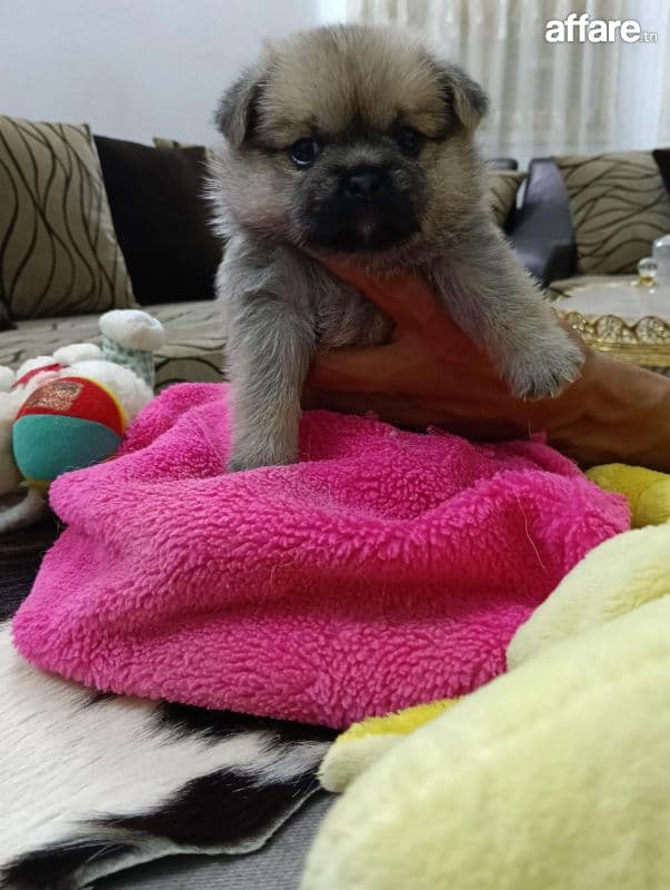 Chiots a vendre