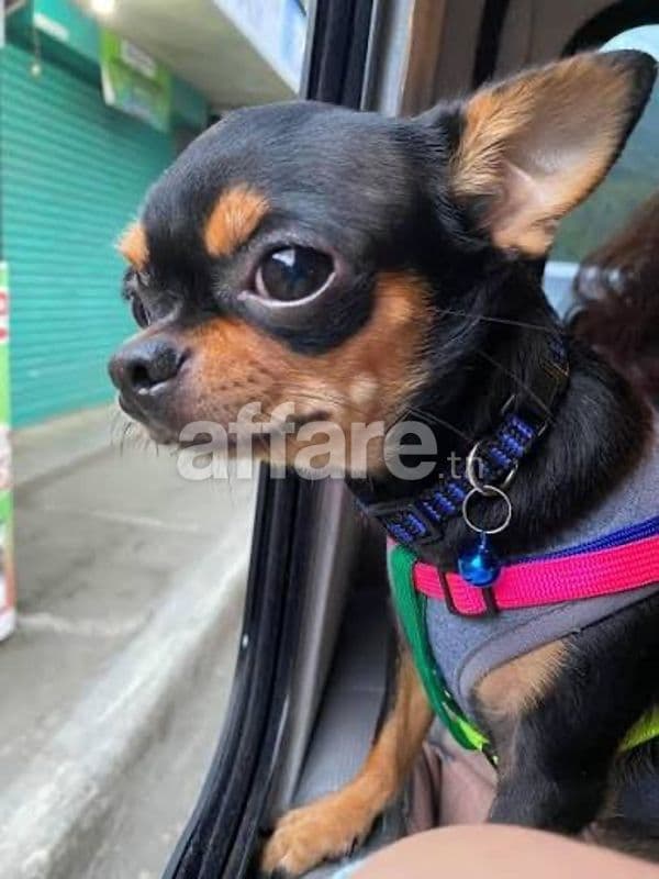 Chiot Chihuahua Toy male