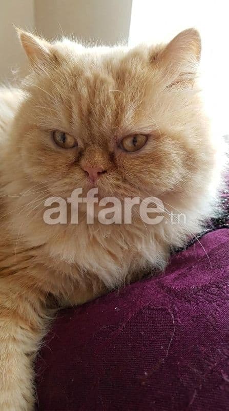 Chat Persan