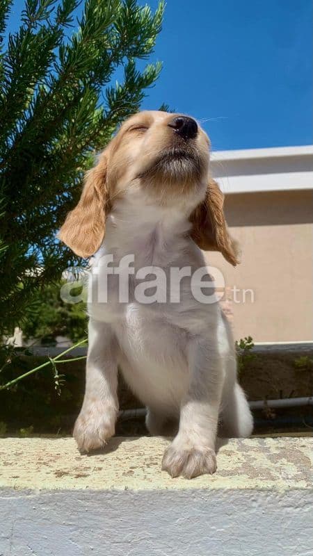Une Seule Petite Femelle Épagneul Breton