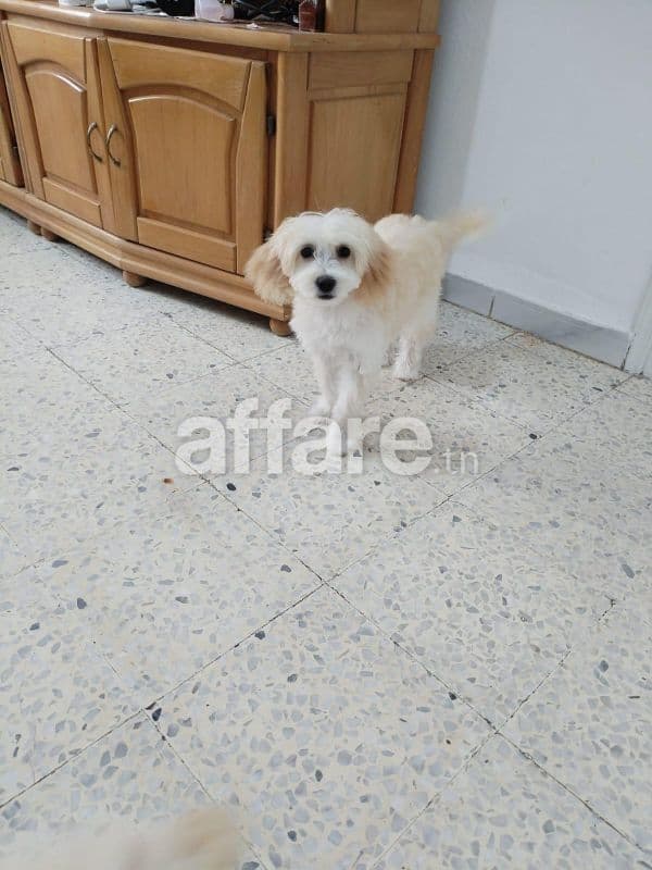 3 adorables chiots Bichon Maltais