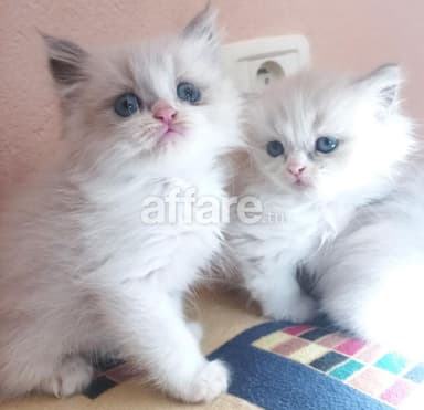 Chatons mâles ragdoll