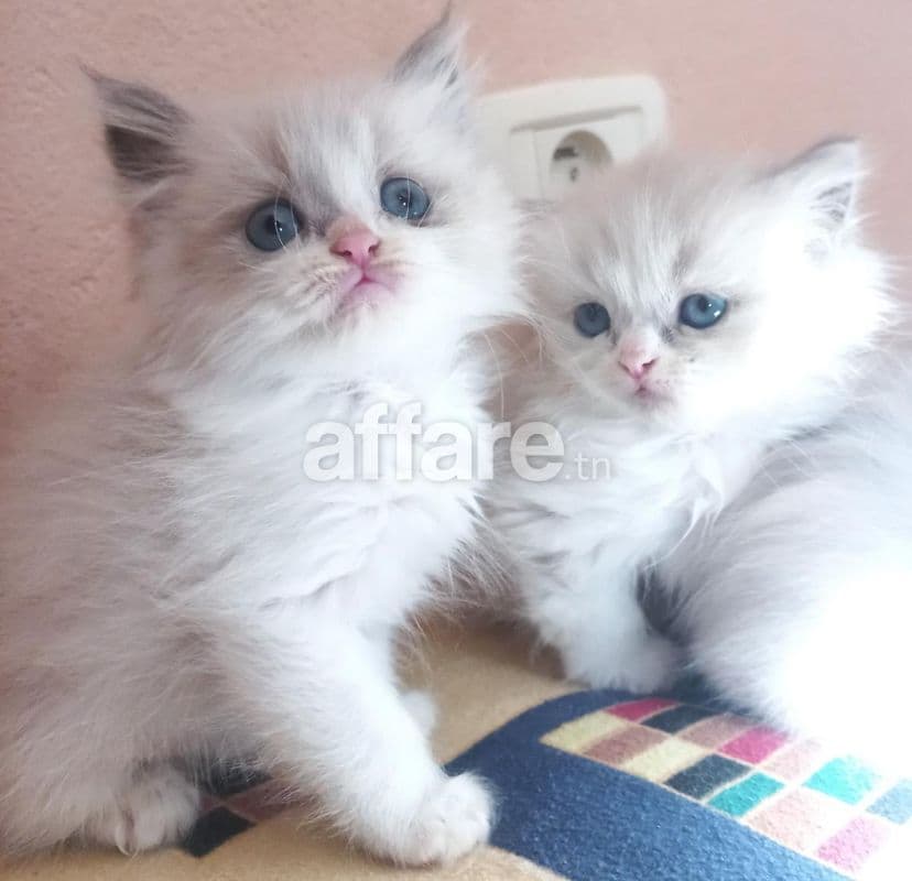 Chatons mâles ragdoll