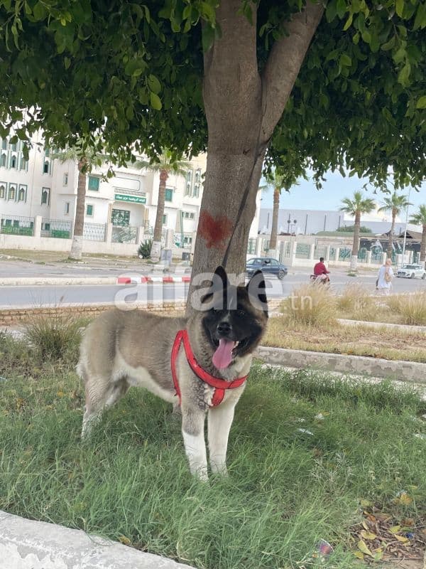 Magnifique Chiot Akita Américain Mâle 10 Mois à Vendre