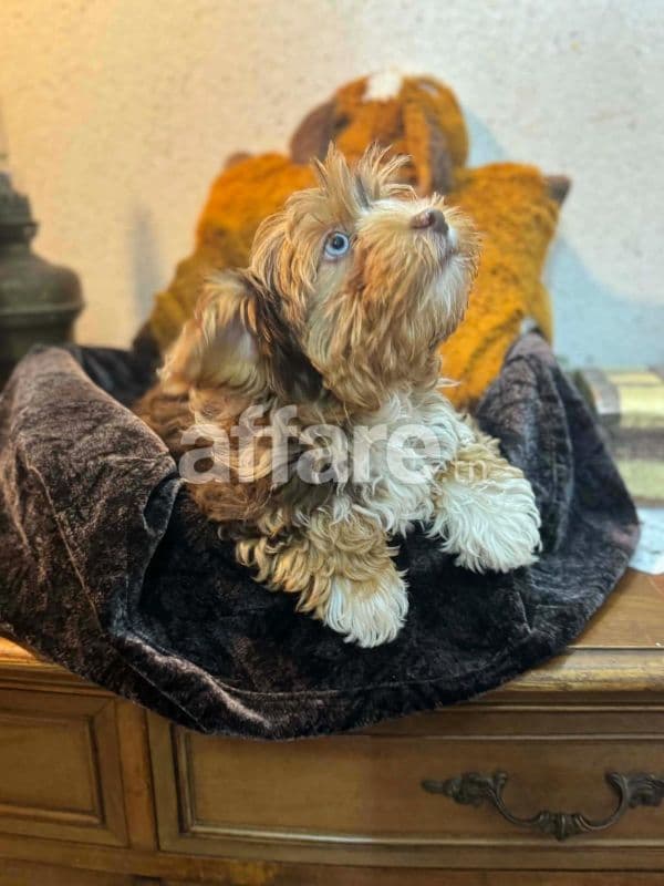 Vends Yorkshire Terrier