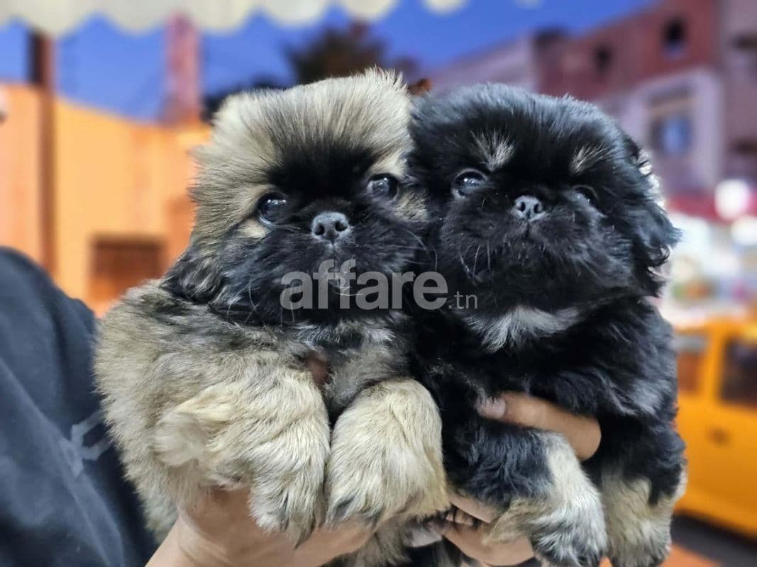 Pekinois