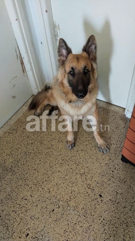 Vente chien berger allemand