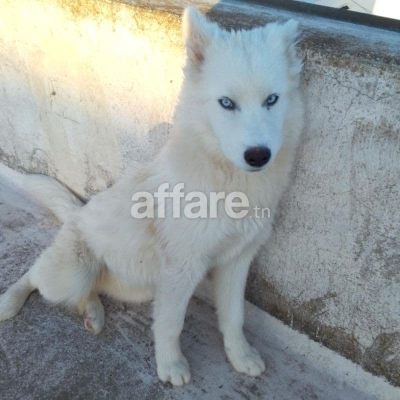 Husky serbienne