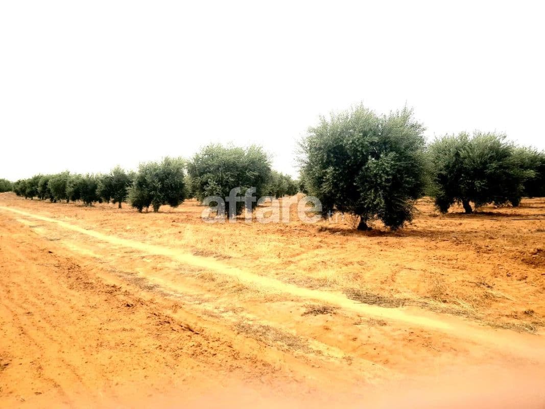 Plantation à vendre