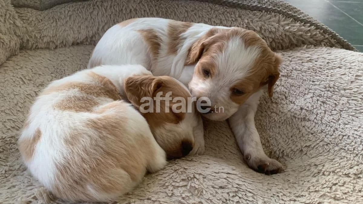 Chiots Épagneul Breton / Brittany Spaniel Puppies