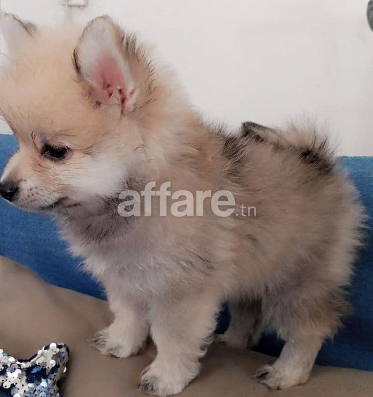 Spitz Allemand