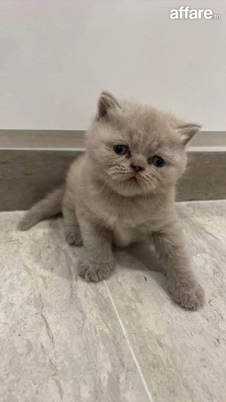 Femelle British shorthair 