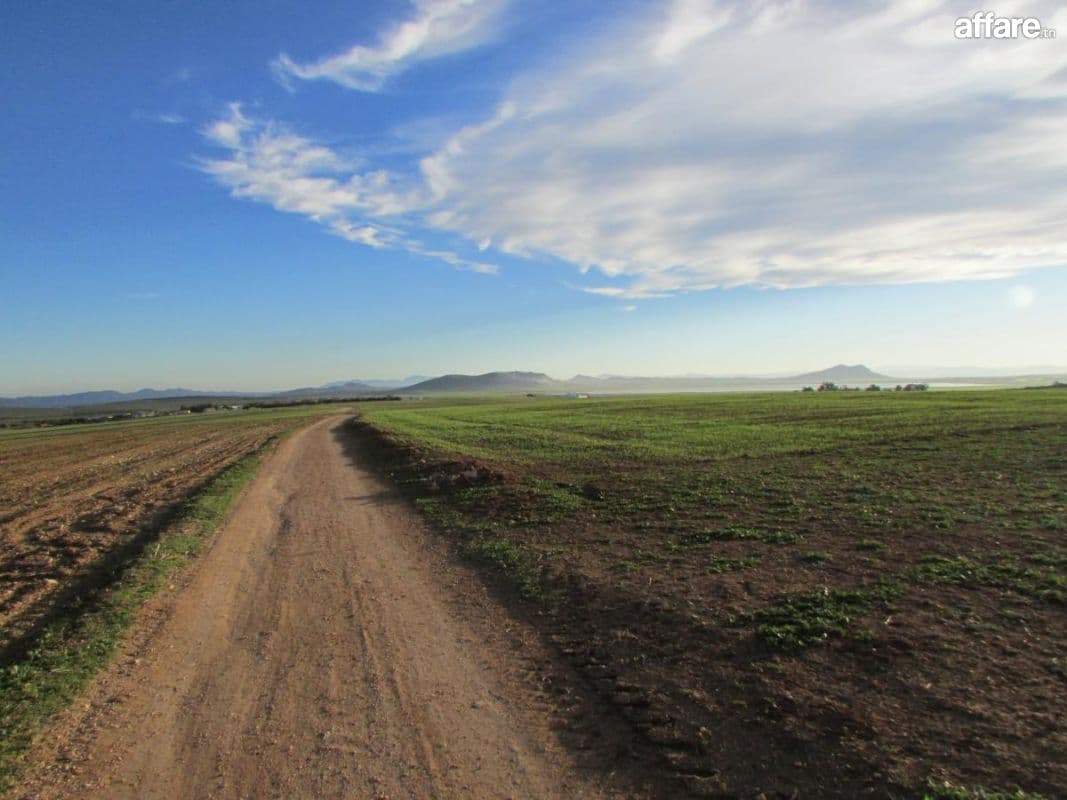  40 hectares pour la plantation d'oliviers