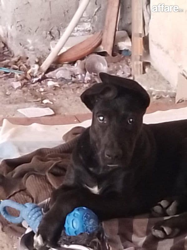 Dogue allemand