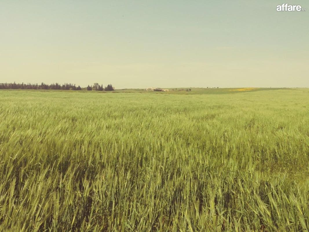 5 hectares terrain agricole nu