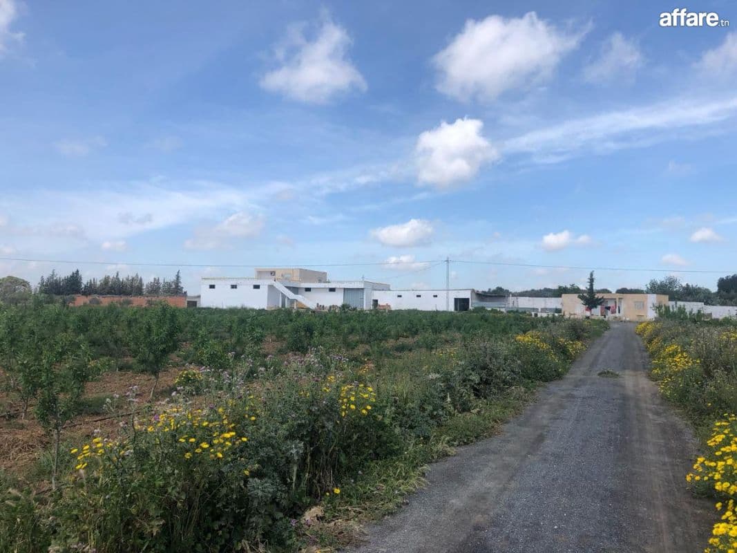 Ferme 10 hectares bir mcherga