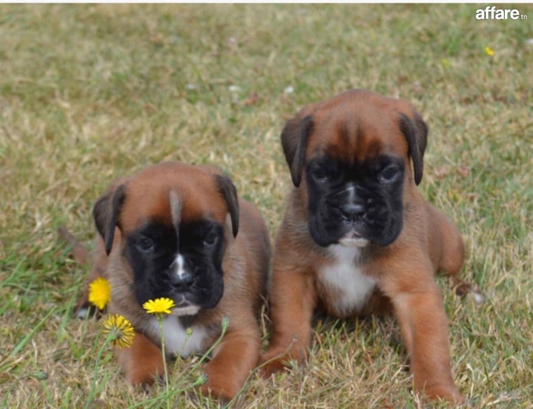 Chiots BOXER (chien)
