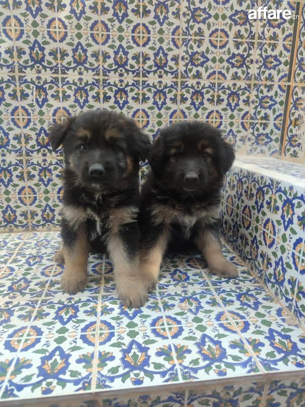Chien berger allemand 