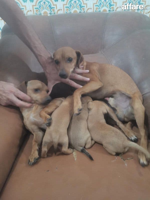 chiots chiwawa pinscher 