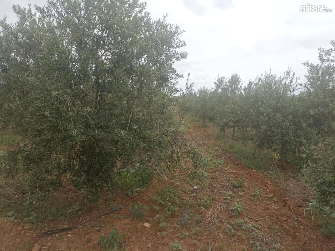 Excellente ferme de 13 hectares et 5000 m