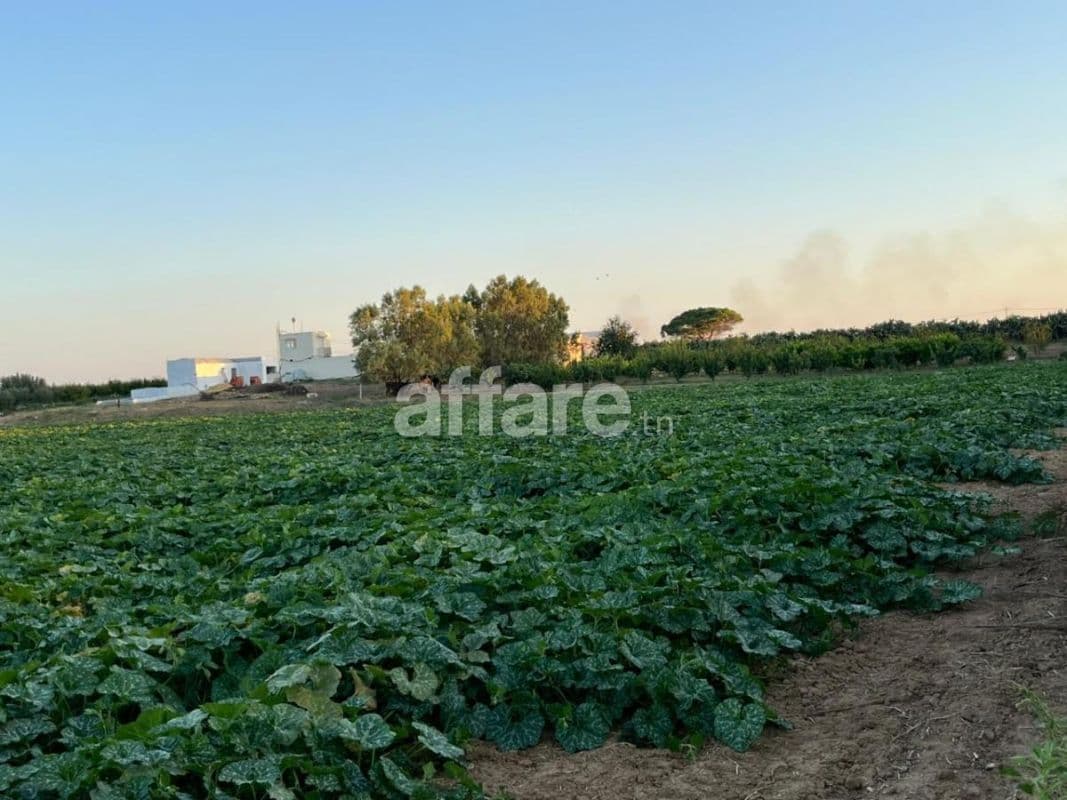 Une ferme productive de 11 Hectares à 11 Km de Korba