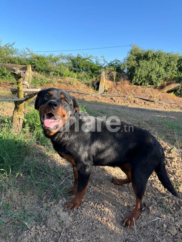 Rottweiler
