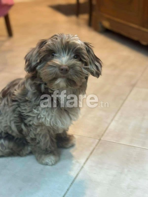Vend deux femelles yorkshire terrier de cinq mois