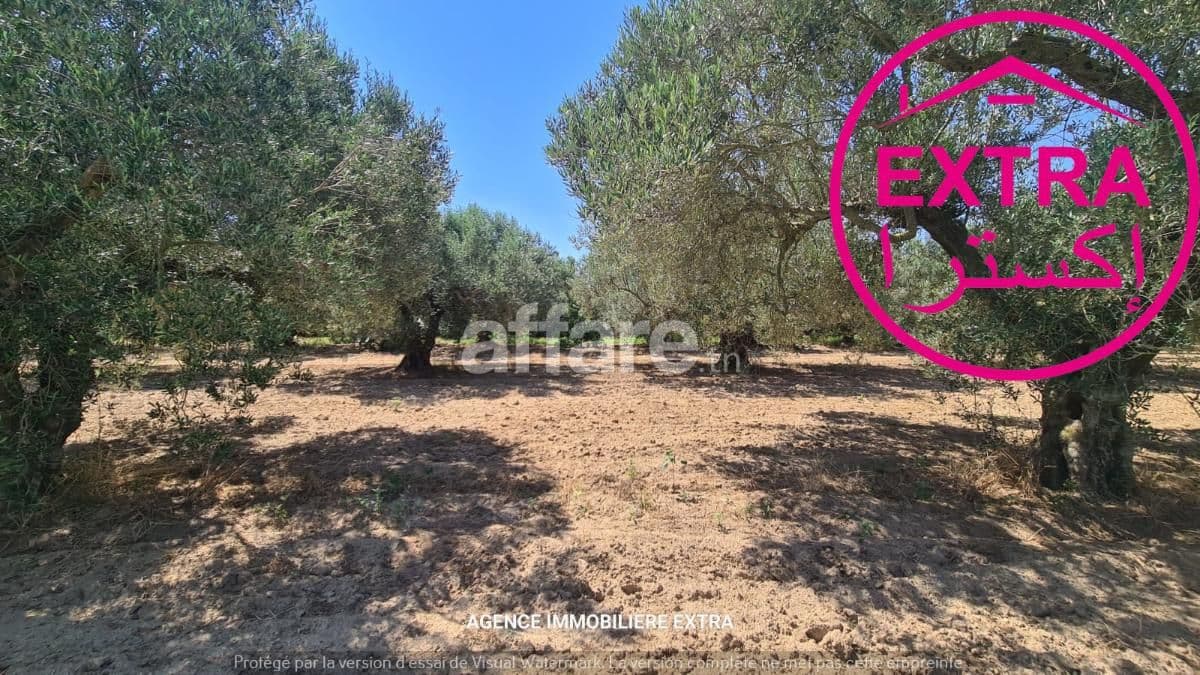 Terrain Agricole à Vendre à Bouchem Nabeul