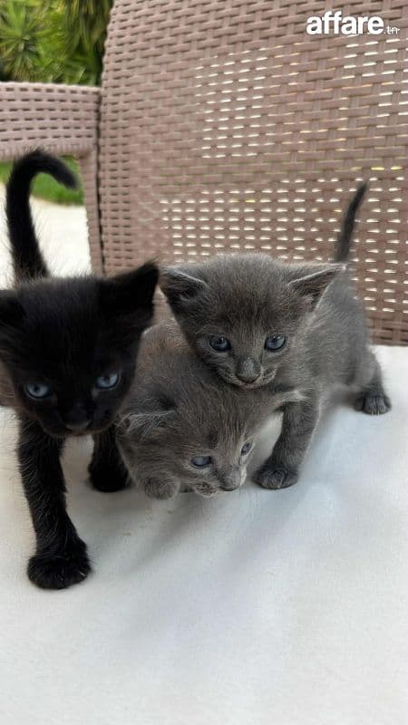 Chatons korat a vendre