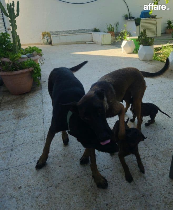 A vendre  malinois  