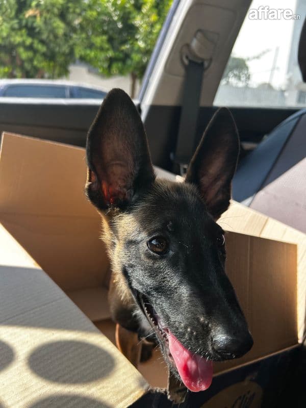 Chiot malinois 