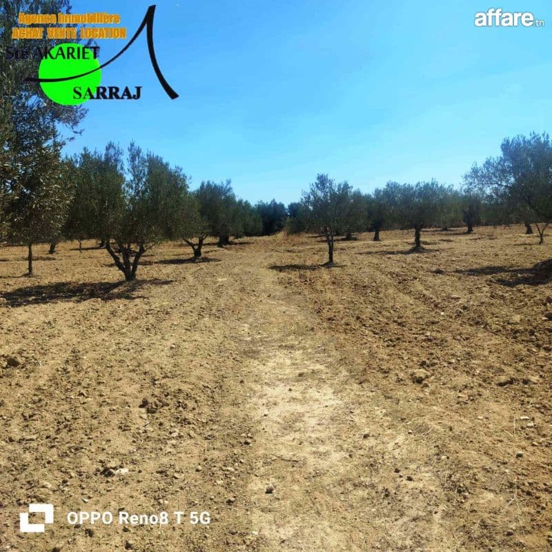 #A VENDRE #Senia [#1Hectare Et 6000m²] #kalaa Seghira 