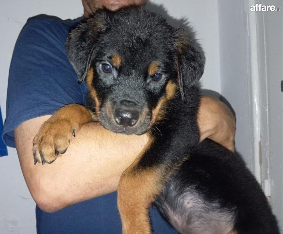 Rottweiler âge 75j 