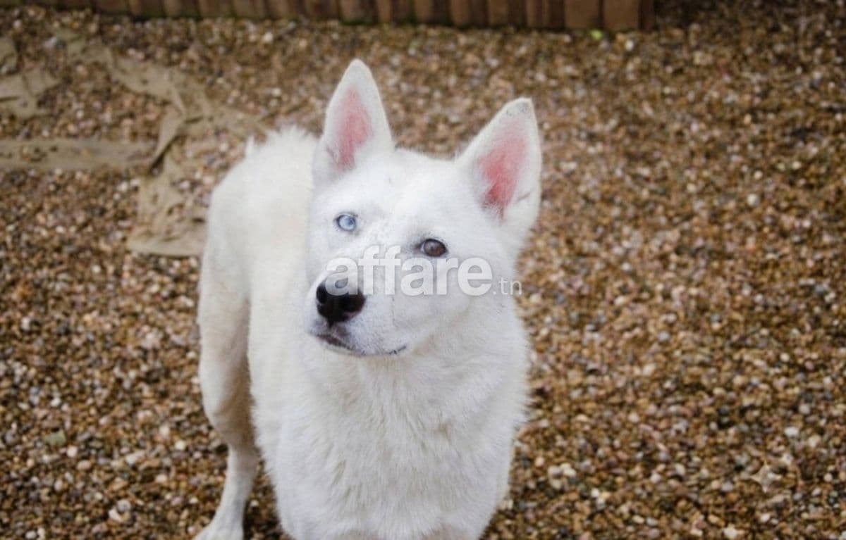 Husky blanc 