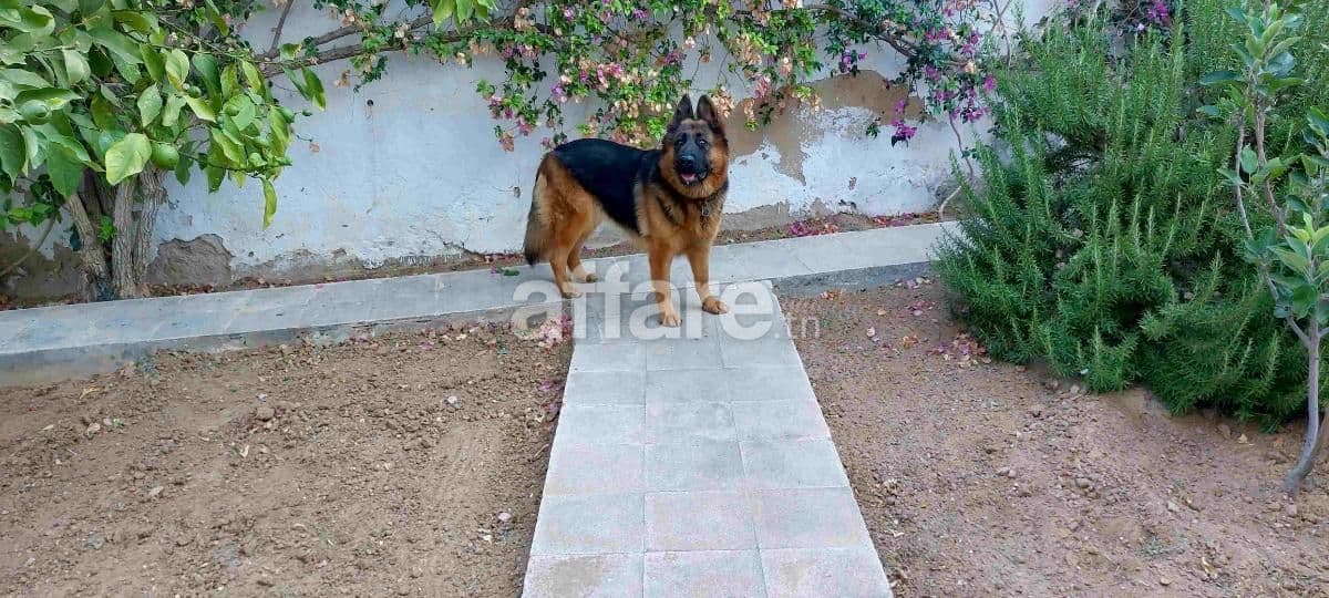 Chien Berger Allemand Pure Race