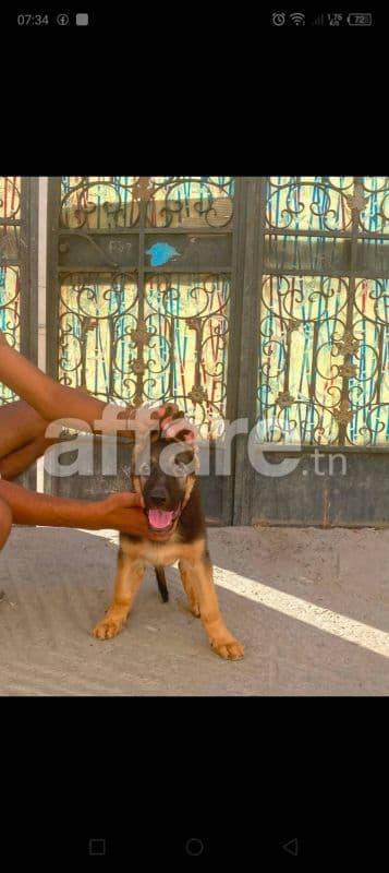 Chien berger allemand 