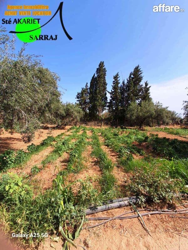 Senia [#2 Hectares Et 600m²]#Sidi Bouali Prés Dar Zitouna