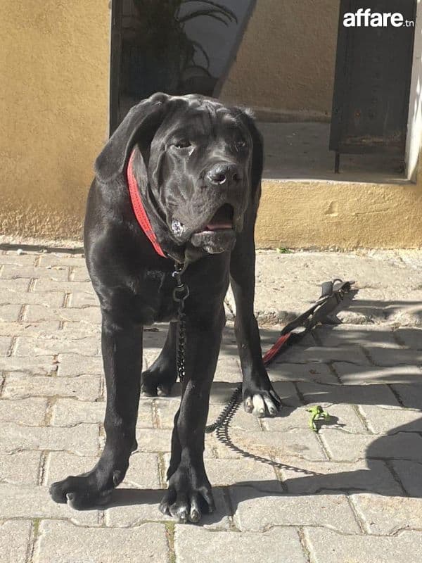 Cane corso