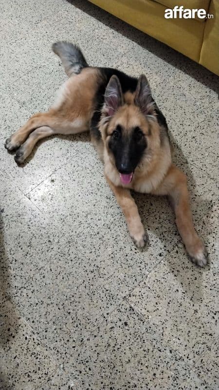 Chien berger a vendre
