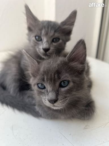 Vente de mes petits beautés 