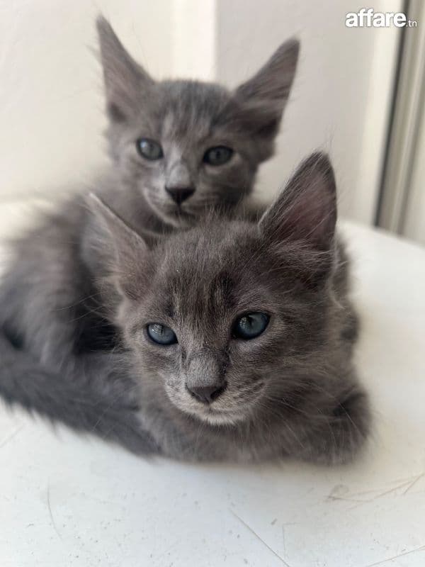 Vente de mes petits beautés 