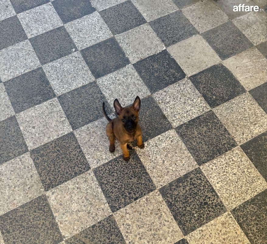 Chiot Malinois 