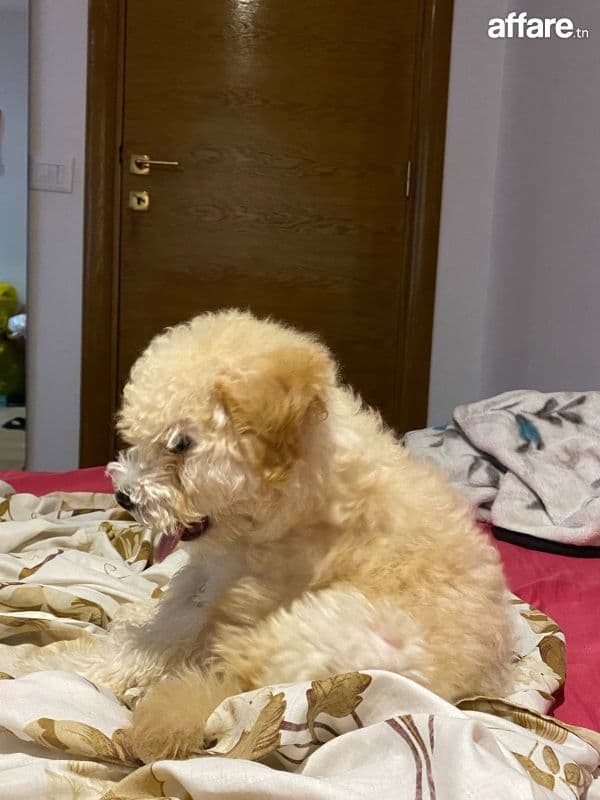 Un chiot bichon maltais