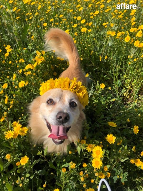 Chien pomeranien cherche une nouvelle famille