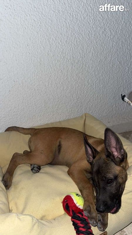 Chiot malinois 