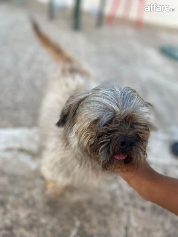 Chien shih tzu race pure