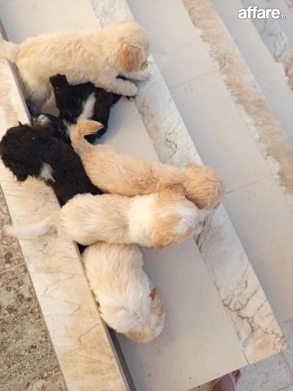 Chiots caniches bishon 